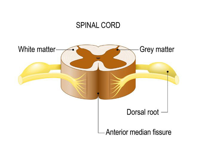 Abbott Dorsal Root Ganglion | Spinal Cord Stimulator | Dallas, Ft ...